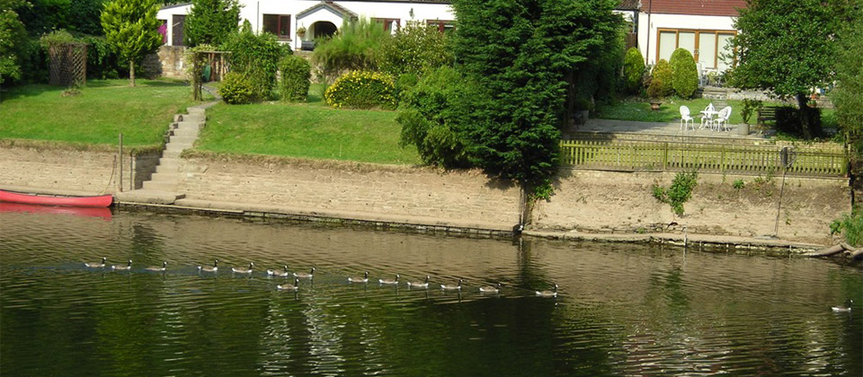 image shows: Canada Geese form an orderly queue on the River Wye